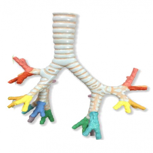 支气管模型