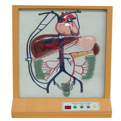  电动门静脉侧支循环模型