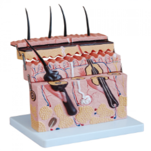 皮肤层次切面放大模型