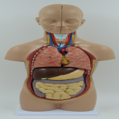 无性人体半身躯干模型（50cm/12件）