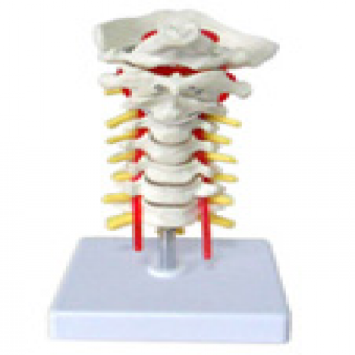 枕骨颈椎和椎动脉脊神经模型