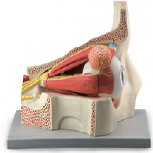 眼球与眼眶附血管神经放大模型（11部件）
