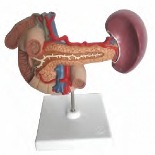 胰、脾、十二指肠、胆囊模型